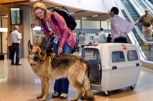 с собакой заграницу